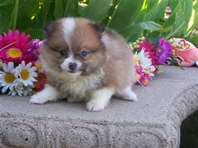 Cute little Poms