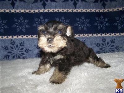Two beautiful litters of Schnauzers