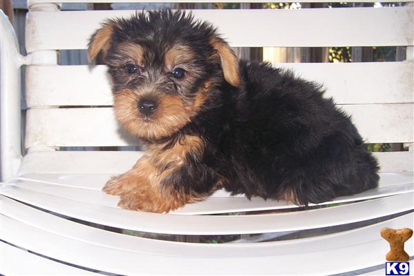 Yorkipoo Puppies
