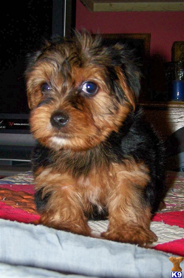 Two beautiful litters of Yorkies