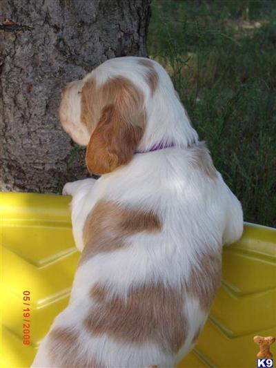 Pending Final Payment////Brittany Spaniel - PURPLE Collared Boy #4