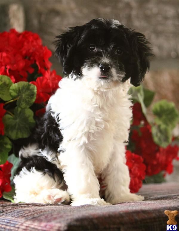 Abby, Female $450 Shipping Available