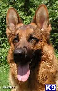 World Class German Shepherd Puppys