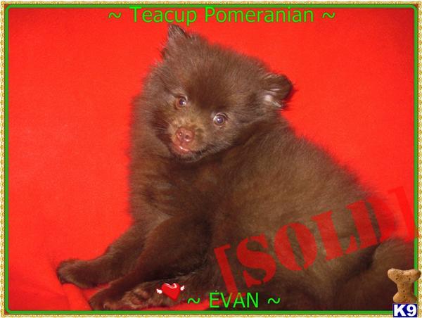 chocolate teacup pomeranian document moved chocolate teacup pomeranian document moved