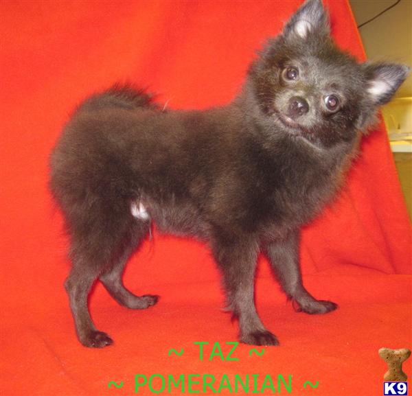 pomeranian paws pomeranian paws pomeranian paws pomeranian paws