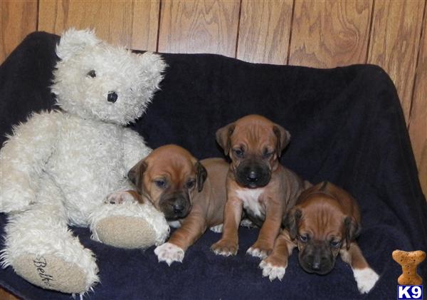 Rhodesian Ridgeback  AKC OFA