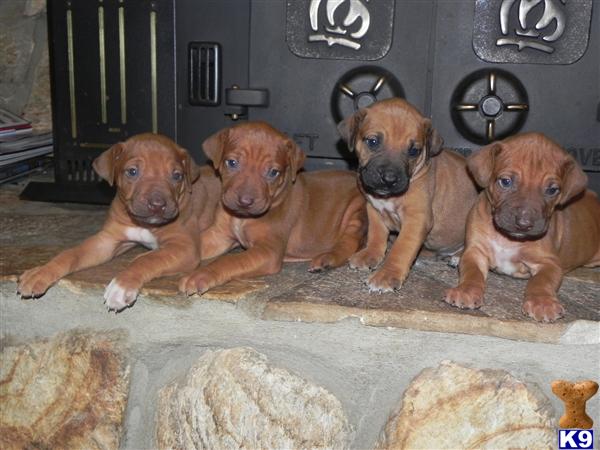 Rhodesian Ridgeback  AKC OFA
