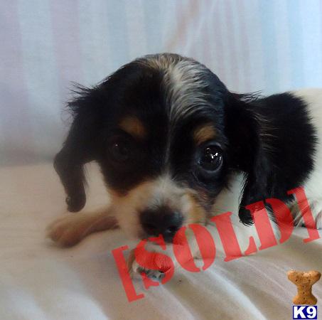 Mac - Adorable Long Haired Chiweenie Boy. A Chihuahua pup for sale Mac - Adorable Long Haired Chiweenie Boy. A Chihuahua pup for sale