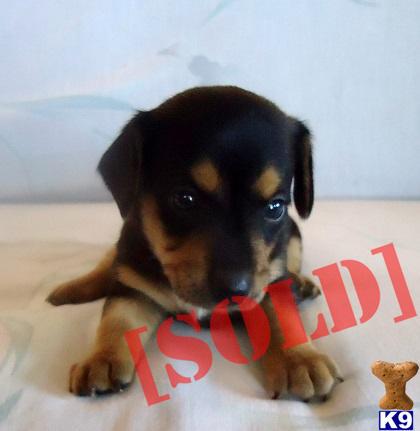 Layla - Adorable Black Chiweenie Girl in RATTAN Layla - Adorable Black Chiweenie Girl in RATTAN