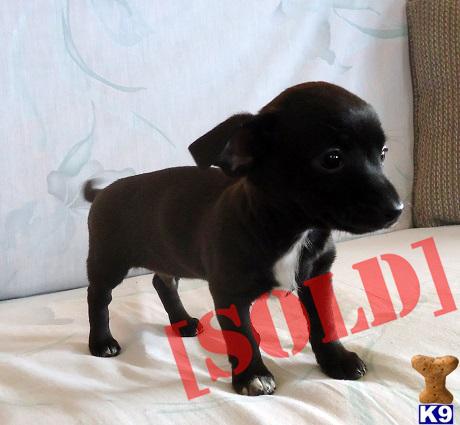 Black Chiweenie Black chiweenie boy Black Chiweenie Black chiweenie boy