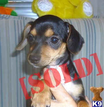 Black Chiweenie Puppies Black Chiweenie Puppies