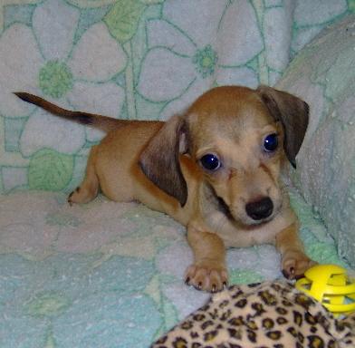 Aiden - Adorable Brown  Boy.