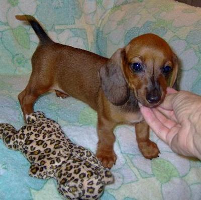 Haylee - Adorable Red/White Mini Dachshund Girl