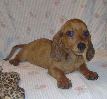 Copper - Adorable Red Dapple Mini Dachshund Boy