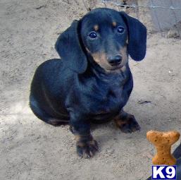 Kory - Adorable Black and Tan Mini Dachshund Boy