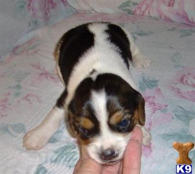 Zoe - Adorable Tri Color Beaglier Girl