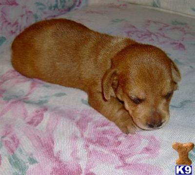Rocket - Adorable Red Mini Male