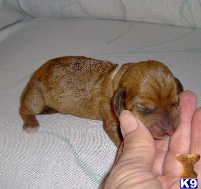 Nan - Adorable Red Smooth Coat Mini Dachshund Girl