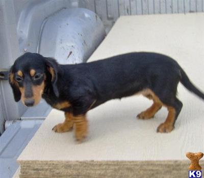 Quinn - Adorable Black and Tan LC Mini Girl