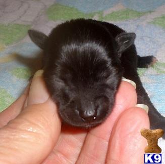 Karma - Adorable Black Chiweenie Girl in RATTAN Karma - Adorable Black Chiweenie Girl in RATTAN
