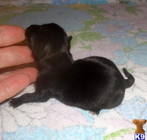 Karma - Adorable Black Chiweenie Girl in RATTAN Karma - Adorable Black Chiweenie Girl in RATTAN