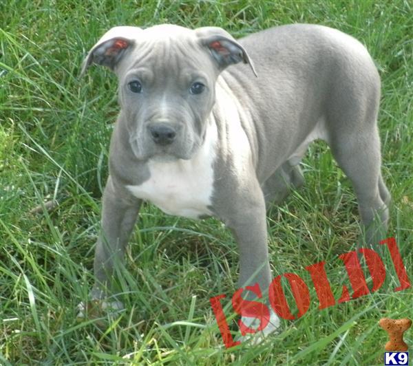 pitbull puppies for sale in md bully pitbull puppies for sale in md pitbull puppies for sale in md bully pitbull puppies for sale in md