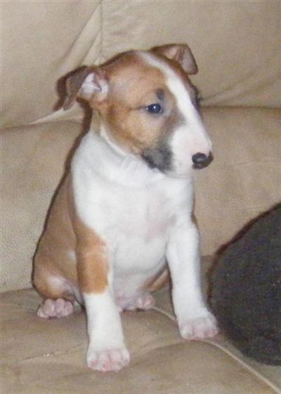 miniture Bull Terrier AKC