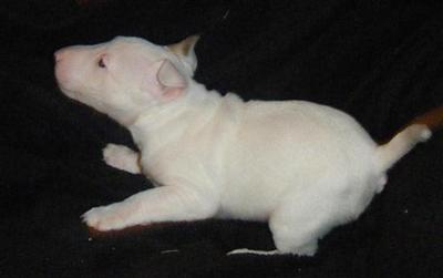 Mini Terrier Mini Terrier