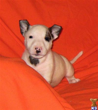 Miniture Bull Terriers
