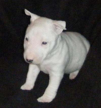 Terrier