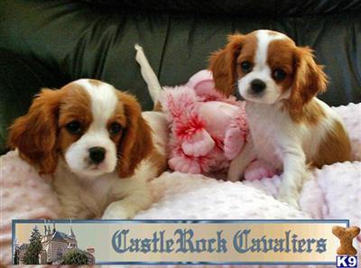 Puppies Coming-Castlerock Cavalier King Charles Spaniels