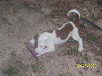 PCBORDERCOLLIES FOR SALE-only one left r/w female