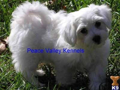 Dudley and Howie