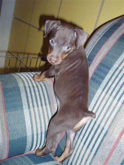 Jack AKC