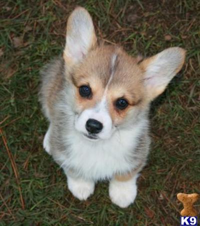Veterinarian raised red and white Pembroke Welsh Corgi pups available.