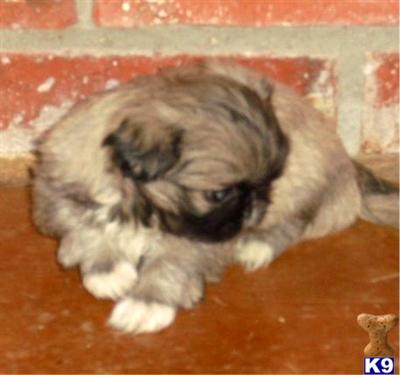 AKC Pekingese