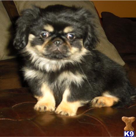 AKC Pekingese