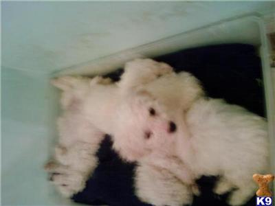 Puppies for sale in NJ