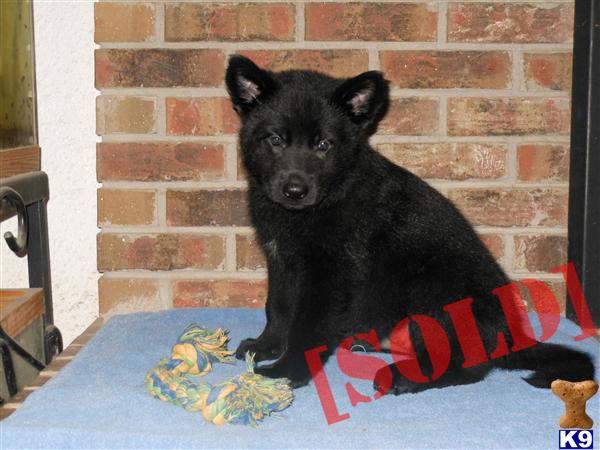 This Litter Sold Please contact us for information on future litters