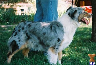 AKC/ASCA Puppies are here