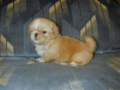 Pekingese registered pups