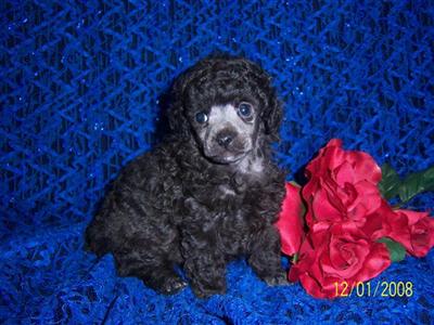AKC BLACK MALE TOY POODLE