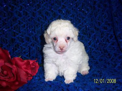 WHITE MALE AKC TOY POODLE JACKIE