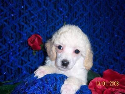 JOHN AKC WHITE MALE TOY POODLE