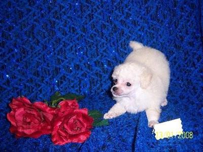 MARK AKC WHITE MALE TOY POODLE