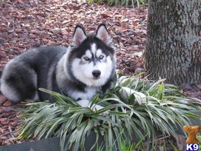 Siberian Husky Puppies AKC