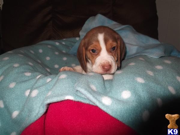 Beagle Puppies AKC 