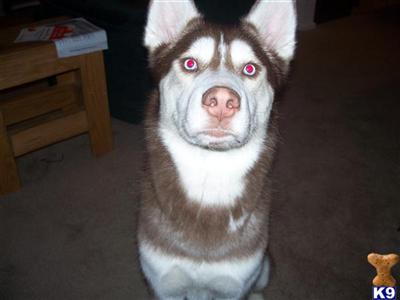 Koda