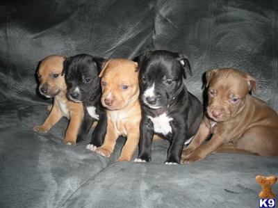 BEAUTIFUL, ACTIVE PIT PUPS