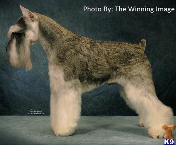 AKC CH. Hurds Blythewood Near Perfect Picture